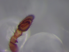 Trachelas minor