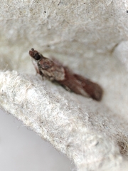 Acrobasis bithynella