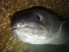 Conger conger
