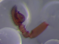 Trachelas minor