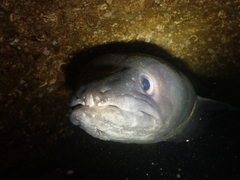 Conger conger