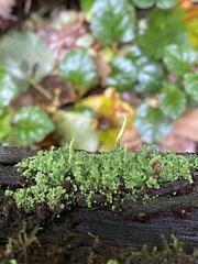 Cladonia ochrochlora