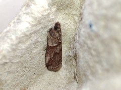 Acrobasis bithynella