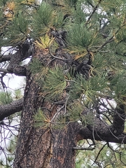 Pinus