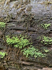 Cladonia ochrochlora