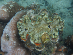 Tridacna squamosa