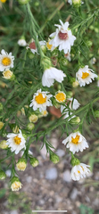 Symphyotrichum pilosum pilosum
