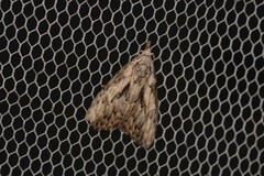 Nola pleurochorda