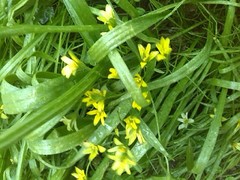 Gagea lutea