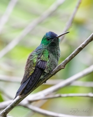 Saucerottia cyanifrons