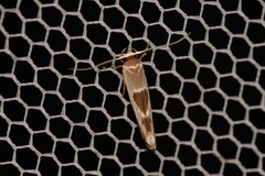 Stathmopoda megathyma