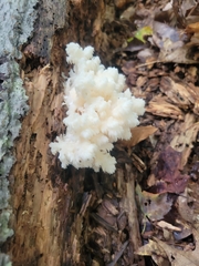 Hericium americanum