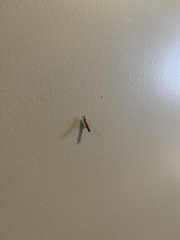 Plodia interpunctella