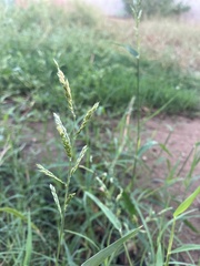 Echinochloa colona