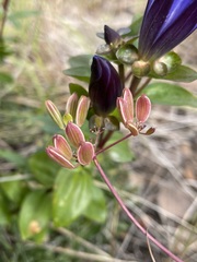 Lomatium martindalei