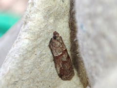 Acrobasis bithynella