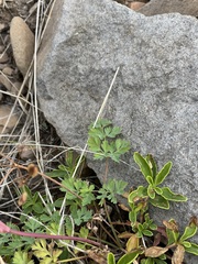 Lomatium martindalei