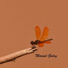 Perithemis tenera