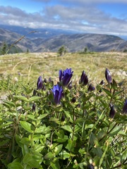 Gentiana calycosa