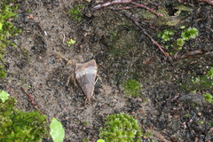 Uresiphita