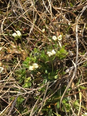 Draba lactea