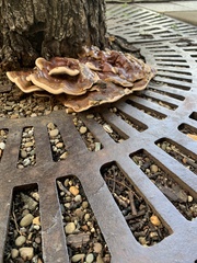 Ganoderma sessile