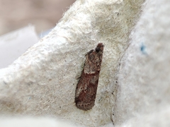 Acrobasis bithynella