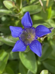 Gentiana calycosa