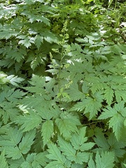 Actaea laciniata