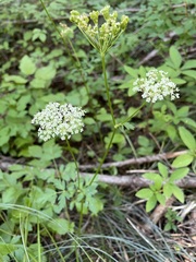 Ligusticum