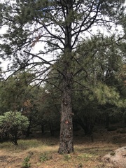 Pinus ponderosa