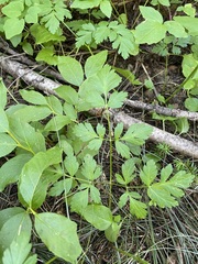 Ligusticum