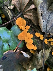 Favolaschia claudopus