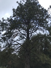 Pinus ponderosa