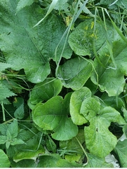 Cicerbita macrophylla