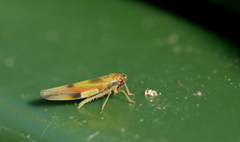 Igutettix oculatus