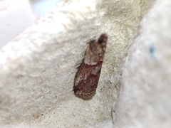 Acrobasis bithynella