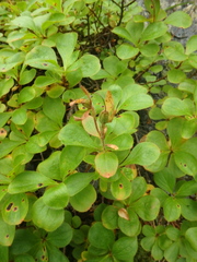 Rhododendron camtschaticum