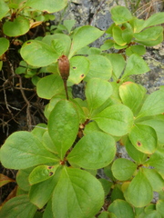 Rhododendron camtschaticum