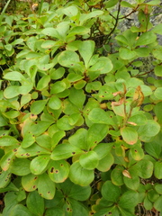 Rhododendron camtschaticum