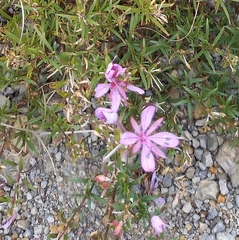 Chamaenerion colchicum