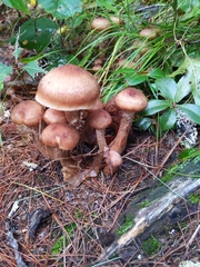 Armillaria ostoyae