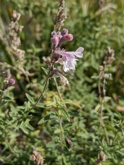 Nepeta nepetella