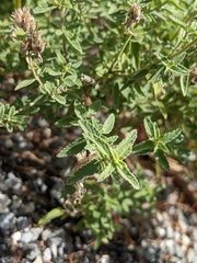 Nepeta nepetella