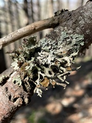 Parmelioideae