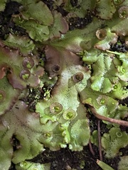 Marchantia polymorpha ruderalis