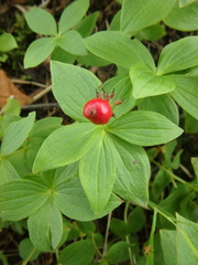 Cornus suecica