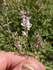 Nepeta nepetella