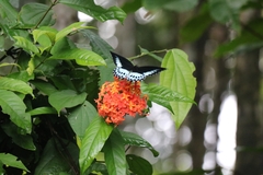 Papilio polymnestor
