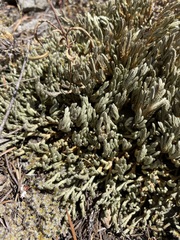 Selaginella